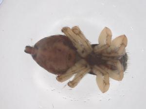  ( - CBG-B21341-F07)  @11 [ ] CreativeCommons - Attribution Share - Alike (2025) Centre for Biodiversity Genomics Centre for Biodiversity Genomics