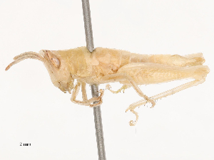  ( - CBG-B23305-D07)  @11 [ ] CreativeCommons - Attribution Share - Alike (2025) CBG Photography Group Centre for Biodiversity Genomics