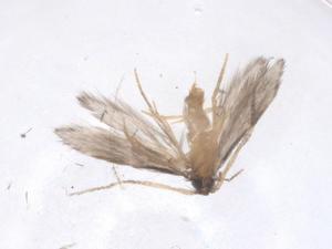  ( - CBG-B23350-D01)  @11 [ ] CreativeCommons - Attribution Share - Alike (2025) Centre for Biodiversity Genomics Centre for Biodiversity Genomics