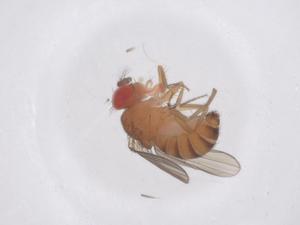  ( - CBG-B23432-C05)  @11 [ ] CreativeCommons - Attribution Share - Alike (2025) Centre for Biodiversity Genomics Centre for Biodiversity Genomics