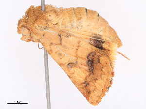  ( - CBG-B10283-E08)  @11 [ ] CreativeCommons - Attribution Share - Alike (2026) CBG Photography Group Centre for Biodiversity Genomics