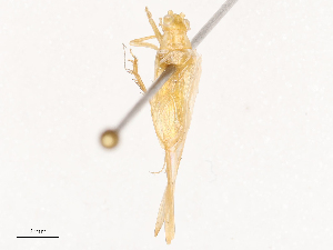  (Natula - CBG-B17212-A09)  @11 [ ] CreativeCommons - Attribution Share - Alike (2025) CBG Photography Group Centre for Biodiversity Genomics