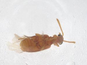  ( - CBG-B19128-B12)  @11 [ ] CreativeCommons - Attribution Share - Alike (2025) Centre for Biodiversity Genomics Centre for Biodiversity Genomics