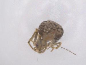  ( - CBG-B19151-D10)  @11 [ ] CreativeCommons - Attribution Share - Alike (2025) Centre for Biodiversity Genomics Centre for Biodiversity Genomics