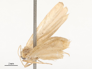  ( - CBG-B19164-B08)  @11 [ ] CreativeCommons - Attribution Share - Alike (2025) CBG Photography Group Centre for Biodiversity Genomics