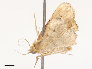  ( - CBG-B19164-G05)  @11 [ ] CreativeCommons - Attribution Share - Alike (2025) CBG Photography Group Centre for Biodiversity Genomics