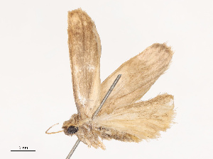  ( - CBG-B19167-C04)  @11 [ ] CreativeCommons - Attribution Share - Alike (2025) CBG Photography Group Centre for Biodiversity Genomics
