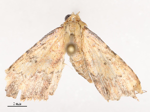  ( - CBG-B19177-A01)  @11 [ ] CreativeCommons - Attribution Share - Alike (2025) CBG Photography Group Centre for Biodiversity Genomics