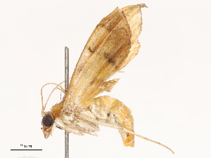  ( - CBG-B19177-D08)  @11 [ ] CreativeCommons - Attribution Share - Alike (2025) CBG Photography Group Centre for Biodiversity Genomics