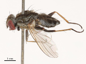  ( - CBG-B19177-F07)  @11 [ ] CreativeCommons - Attribution Share - Alike (2025) CBG Photography Group Centre for Biodiversity Genomics