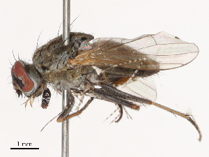  ( - CBG-B19177-H01)  @11 [ ] CreativeCommons - Attribution Share - Alike (2025) CBG Photography Group Centre for Biodiversity Genomics