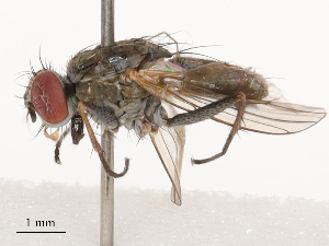  ( - CBG-B19183-B06)  @11 [ ] CreativeCommons - Attribution Share - Alike (2025) CBG Photography Group Centre for Biodiversity Genomics