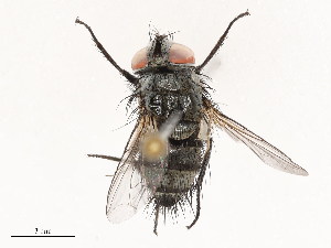  ( - CBG-B20281-C10)  @11 [ ] CreativeCommons - Attribution Share - Alike (2025) CBG Photography Group Centre for Biodiversity Genomics