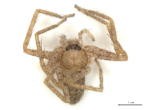  ( - CBG-B20281-H08)  @11 [ ] CreativeCommons - Attribution Share - Alike (2025) CBG Photography Group Centre for Biodiversity Genomics