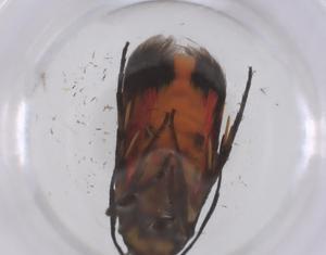  ( - CBG-B21051-B03)  @11 [ ] CreativeCommons - Attribution Share - Alike (2025) Centre for Biodiversity Genomics Centre for Biodiversity Genomics