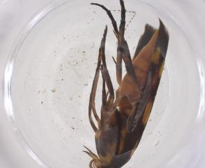  ( - CBG-B21075-G03)  @11 [ ] CreativeCommons - Attribution Share - Alike (2025) Centre for Biodiversity Genomics Centre for Biodiversity Genomics