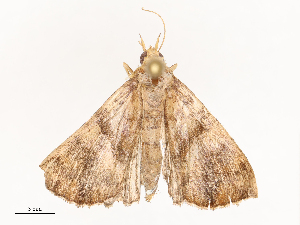  ( - CBG-B21229-D05)  @11 [ ] CreativeCommons - Attribution Share - Alike (2025) CBG Photography Group Centre for Biodiversity Genomics