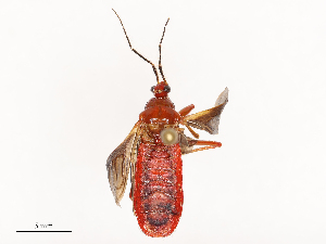  ( - CBG-B21229-H01)  @11 [ ] CreativeCommons - Attribution Share - Alike (2025) CBG Photography Group Centre for Biodiversity Genomics