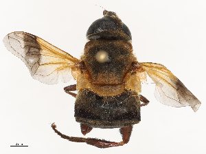  ( - CBG-B21231-B04)  @11 [ ] CreativeCommons - Attribution Share - Alike (2025) CBG Photography Group Centre for Biodiversity Genomics