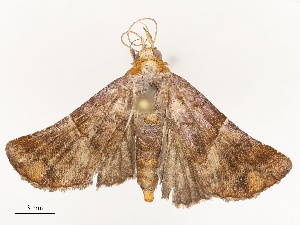  ( - CBG-B21313-A08)  @11 [ ] CreativeCommons - Attribution Share - Alike (2025) CBG Photography Group Centre for Biodiversity Genomics