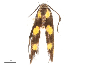  ( - CBG-B21313-F05)  @11 [ ] CreativeCommons - Attribution Share - Alike (2025) CBG Photography Group Centre for Biodiversity Genomics