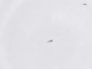  ( - CBG-B23422-A03)  @11 [ ] CreativeCommons - Attribution Share - Alike (2025) Centre for Biodiversity Genomics Centre for Biodiversity Genomics