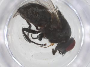  ( - CBG-B11403-E11)  @11 [ ] CreativeCommons - Attribution Share - Alike (2025) Centre for Biodiversity Genomics Centre for Biodiversity Genomics