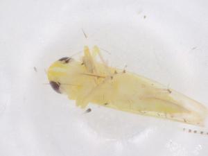  (Jacobiasca lybica - CBG-B14852-C02)  @11 [ ] CreativeCommons - Attribution Share - Alike (2025) Centre for Biodiversity Genomics Centre for Biodiversity Genomics