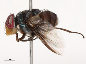  ( - CBG-B17213-E03)  @11 [ ] CreativeCommons - Attribution Share - Alike (2025) CBG Photography Group Centre for Biodiversity Genomics