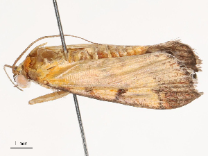  ( - CBG-B17286-F01)  @11 [ ] CreativeCommons - Attribution Share - Alike (2025) CBG Photography Group Centre for Biodiversity Genomics