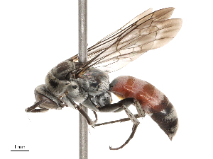  ( - CBG-B21314-E01)  @11 [ ] CreativeCommons - Attribution Share - Alike (2025) CBG Photography Group Centre for Biodiversity Genomics