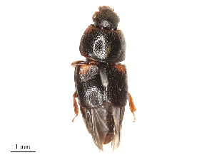  ( - CBG-B21314-F10)  @11 [ ] CreativeCommons - Attribution Share - Alike (2025) CBG Photography Group Centre for Biodiversity Genomics