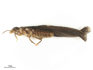  ( - CBG-B21315-H10)  @11 [ ] CreativeCommons - Attribution Share - Alike (2025) CBG Photography Group Centre for Biodiversity Genomics