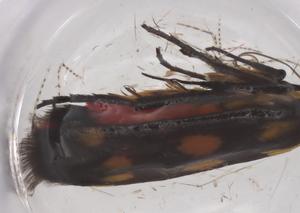  ( - CBG-B21324-D09)  @11 [ ] CreativeCommons - Attribution Share - Alike (2025) Centre for Biodiversity Genomics Centre for Biodiversity Genomics