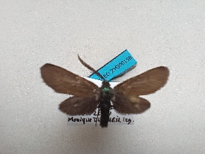  ( - GIRAZ_ED0158)  @11 [ ] Copyright (2024) Drouet Eric Research Collection of Eric Drouet