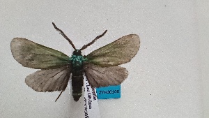  ( - GIRAZ_ED0160)  @11 [ ] Copyright (2024) Drouet Eric Research Collection of Eric Drouet