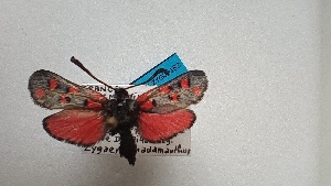  ( - GIRAZ_ED0183)  @11 [ ] Copyright (2024) Drouet Eric Research Collection of Eric Drouet