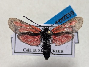  ( - GIRAZ_ED0139)  @11 [ ] CC0 (2025) Rodolphe Rougerie Museum national d'Histoire naturelle, Paris