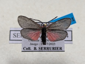  ( - GIRAZ_ED0141)  @11 [ ] CC0 (2025) Rodolphe Rougerie Museum national d'Histoire naturelle, Paris