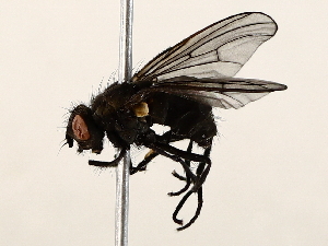  ( - BIOUG56893-D07)  @11 [ ] CreativeCommons - Attribution (2021) CBG Photography Group Centre for Biodiversity Genomics