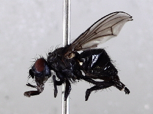  ( - BIOUG56894-A08)  @11 [ ] CreativeCommons - Attribution (2021) CBG Photography Group Centre for Biodiversity Genomics