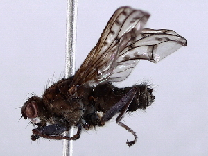  ( - BIOUG56894-B10)  @11 [ ] CreativeCommons - Attribution (2021) CBG Photography Group Centre for Biodiversity Genomics