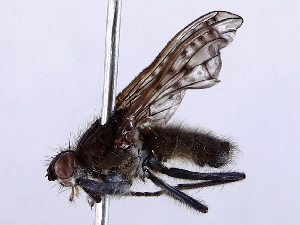  ( - BIOUG56894-B11)  @11 [ ] CreativeCommons - Attribution (2021) CBG Photography Group Centre for Biodiversity Genomics