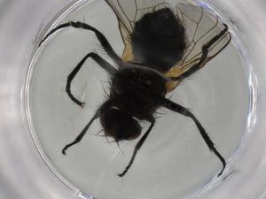  ( - BIOUG75650-H10)  @11 [ ] CreativeCommons - Attribution (2022) Centre for Biodiversity Genomics Centre for Biodiversity Genomics