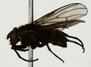  ( - BIOUG85505-F02)  @11 [ ] CreativeCommons - Attribution (2022) CBG Photography Group Centre for Biodiversity Genomics