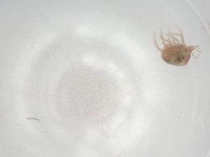  (Spinibdellinae - BIOUG89916-A07)  @11 [ ] CreativeCommons - Attribution (2022) Centre for Biodiversity Genomics Centre for Biodiversity Genomics