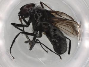  ( - BIOUG91019-B11)  @11 [ ] CreativeCommons - Attribution (2022) Centre for Biodiversity Genomics Centre for Biodiversity Genomics