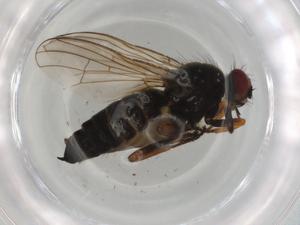  ( - BIOUG91055-F09)  @11 [ ] CreativeCommons - Attribution (2022) Centre for Biodiversity Genomics Centre for Biodiversity Genomics