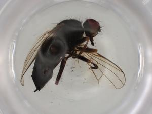  ( - BIOUG91056-B03)  @11 [ ] CreativeCommons - Attribution (2022) Centre for Biodiversity Genomics Centre for Biodiversity Genomics