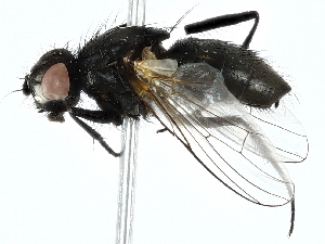  ( - BIOUG97713-E09)  @11 [ ] CreativeCommons - Attribution (2022) CBG Photography Group Centre for Biodiversity Genomics